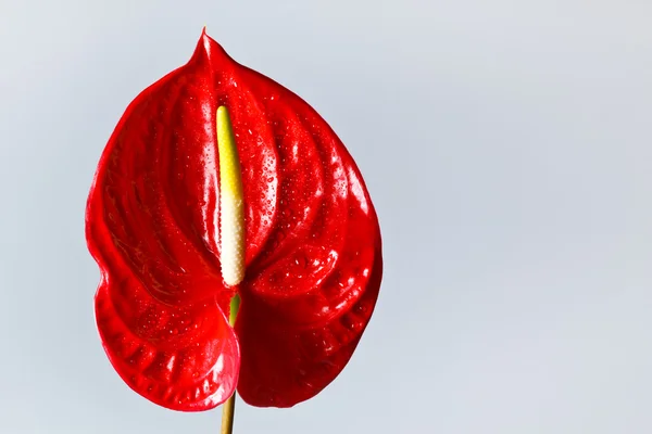 Flor de Flamenco Rojo — Foto de Stock