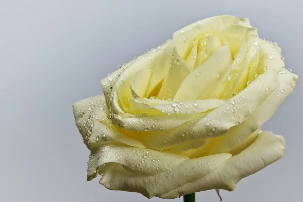 Rosa amarela com gotas de água — Fotografia de Stock