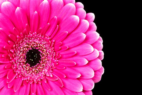 Розовая гербера — стоковое фото