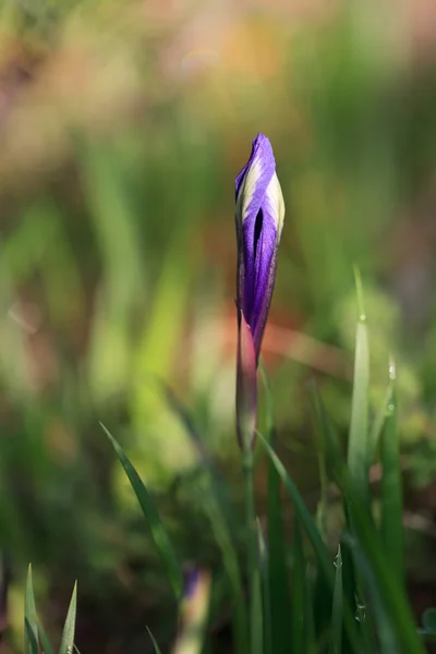 Iris de montaña — Foto de Stock