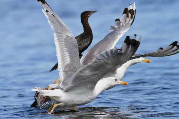 Seagulls in flight — Stock Photo, Image