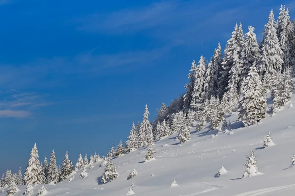 Las z sosny w zimie — Zdjęcie stockowe