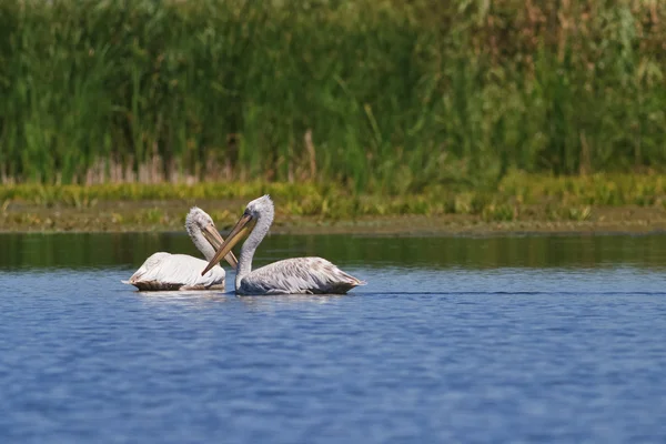 Пелікани далматинець (переважно в дельтах річок Кріспа) — стокове фото