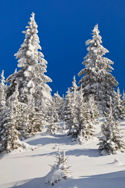 Pinnen met sneeuw — Stockfoto