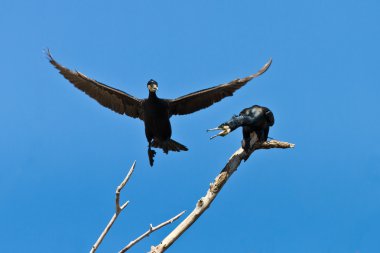 Karabatak (phalacrocorax carbo )