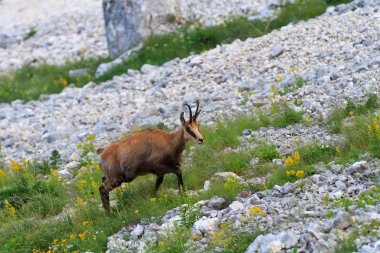 Chamois (Rupicapra Carpatica)