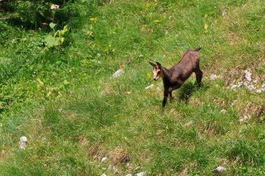 Çocuk chamois