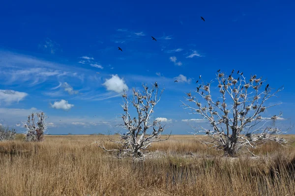 Ninhos de corvos marinhos em árvores — Fotografia de Stock