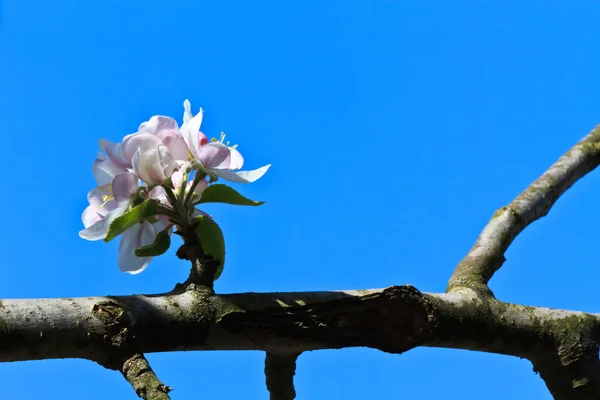 Яблуневий цвіт — стокове фото