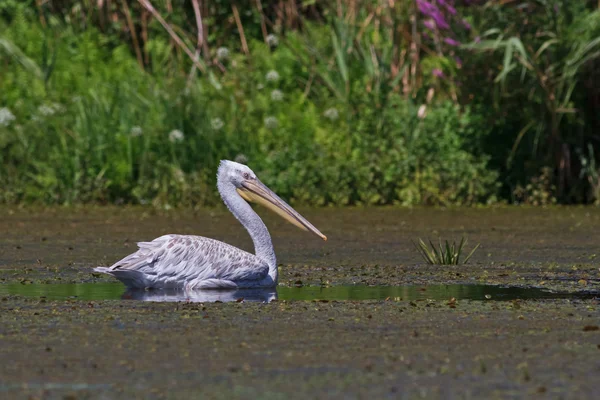 Pelikan dalmatyński (Pelecanus crispus) — Zdjęcie stockowe