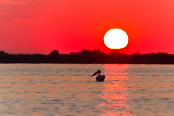 Sunrise in the Danube Delta — Stock Photo, Image