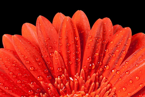 Gerbera czerwony stokrotka — Zdjęcie stockowe