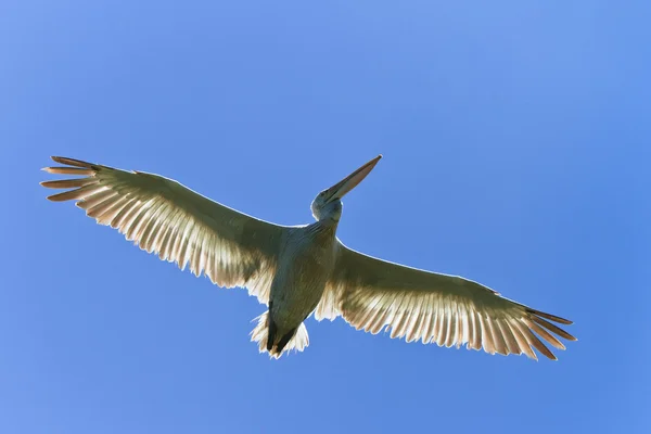 Далматинський пелікан ) — стокове фото
