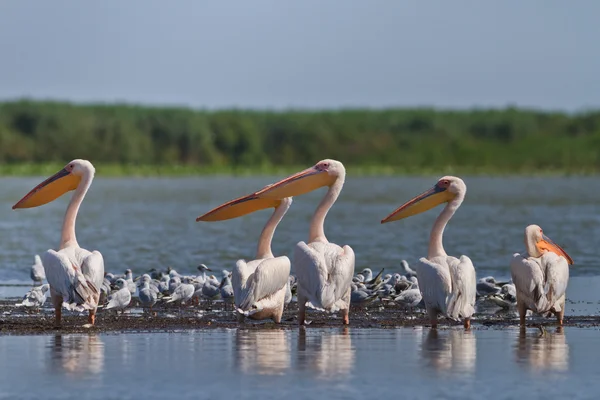 Vita pelikaner — Stockfoto
