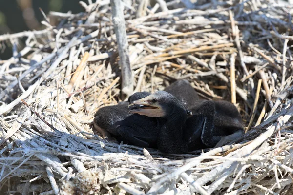 Pollitos cormoranes (phalacrocorax carbo  ) — Foto de Stock