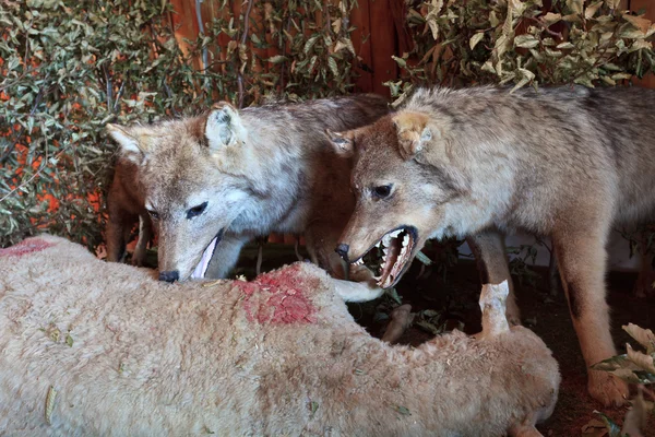 オオカミは羊を食べること — ストック写真