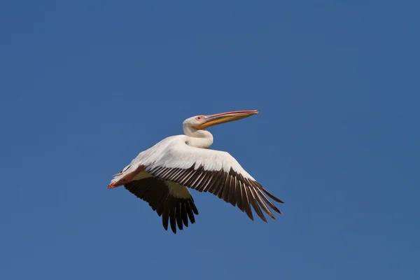Pelícano blanco en vuelo — Foto de Stock