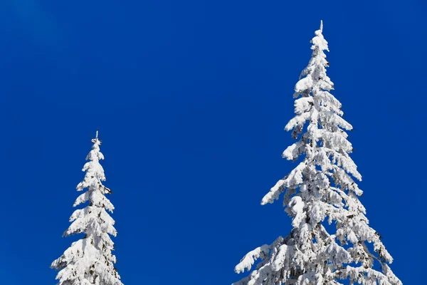 雪とピン — ストック写真