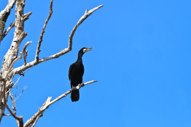 Karabatak (phalacrocorax carbo )