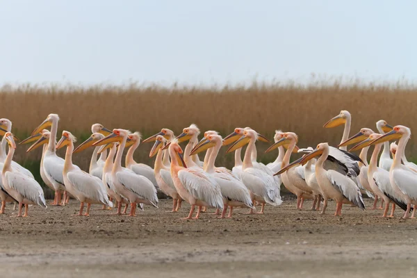 Пелікани у дельті Дунаю — стокове фото