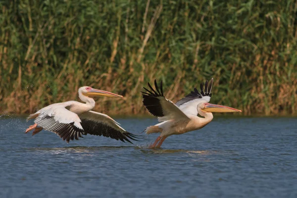Pelikane auf der Flucht — Stockfoto