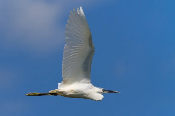 Pequeno Egret (Egretta garzetta) Imagem De Stock