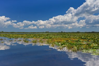 Danube Delta, Romania clipart