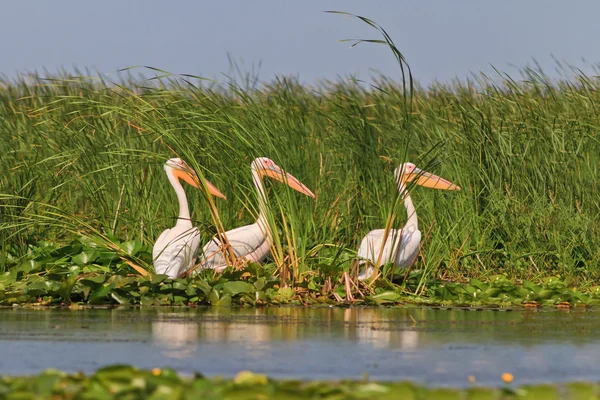 Pelicans in the Danube Delta — Stock Photo, Image