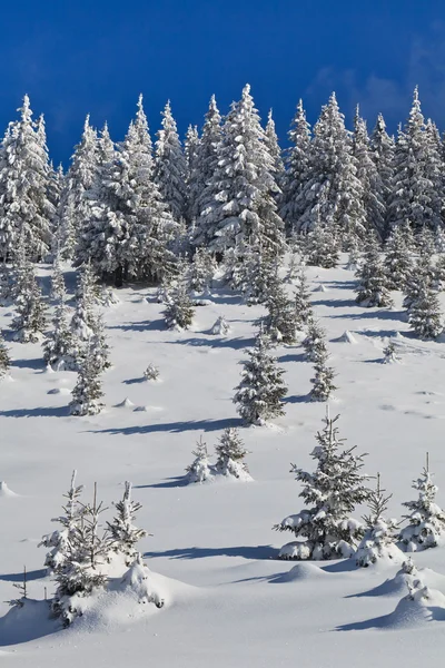 Skog med tallar på vintern — Stockfoto