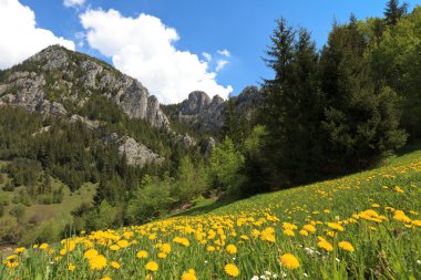 çiçek tarlası