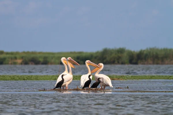 Pelikaner og cormoranter – stockfoto