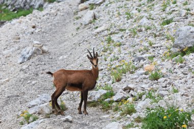 Chamois (Rupicapra Carpatica)