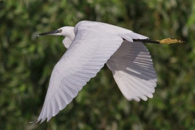 Küçük Egret (Egretta garzetta)