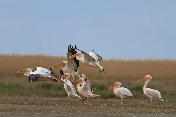 Pelikaner i Donaudeltaet – stockfoto