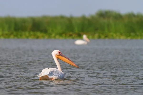 White pelican — Stock Photo, Image