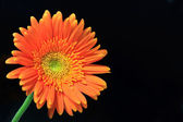 Картина, постер, плакат, фотообои "orange gerbera daisy", артикул 8627208