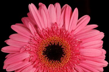 pembe gerbera papatya