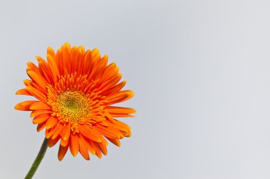 Turuncu gerbera papatya