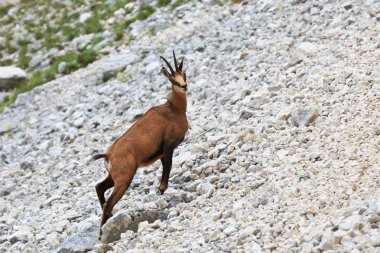 Chamois (Rupicapra Carpatica)