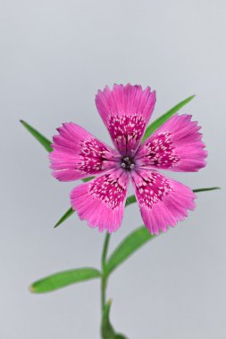 Piatra Craiului Pink (Dianthus callizonus) clipart