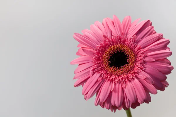 Gerbera różowy stokrotka — Zdjęcie stockowe
