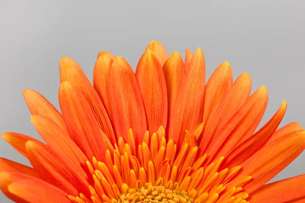Pomarańczowy gerbera stokrotka — Zdjęcie stockowe