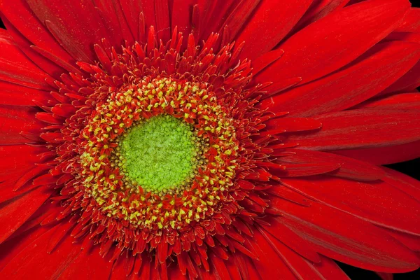 Bunga merah gerbera — Stok Foto