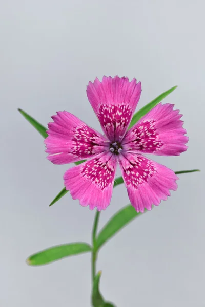 Piatra Craiului różowy (Dianthus callizonus) — Zdjęcie stockowe