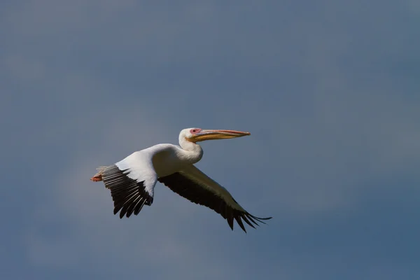 Pelicano branco em voo — Fotografia de Stock