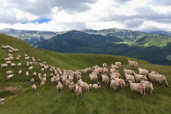 Koyun sürüsü — Stok fotoğraf