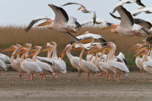 Pelicans nel delta del Danubio — Foto Stock