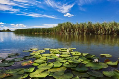 Danube Delta, Romania clipart