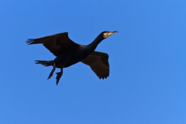 Karabatak (phalacrocorax carbo )