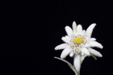 Edelweiss.